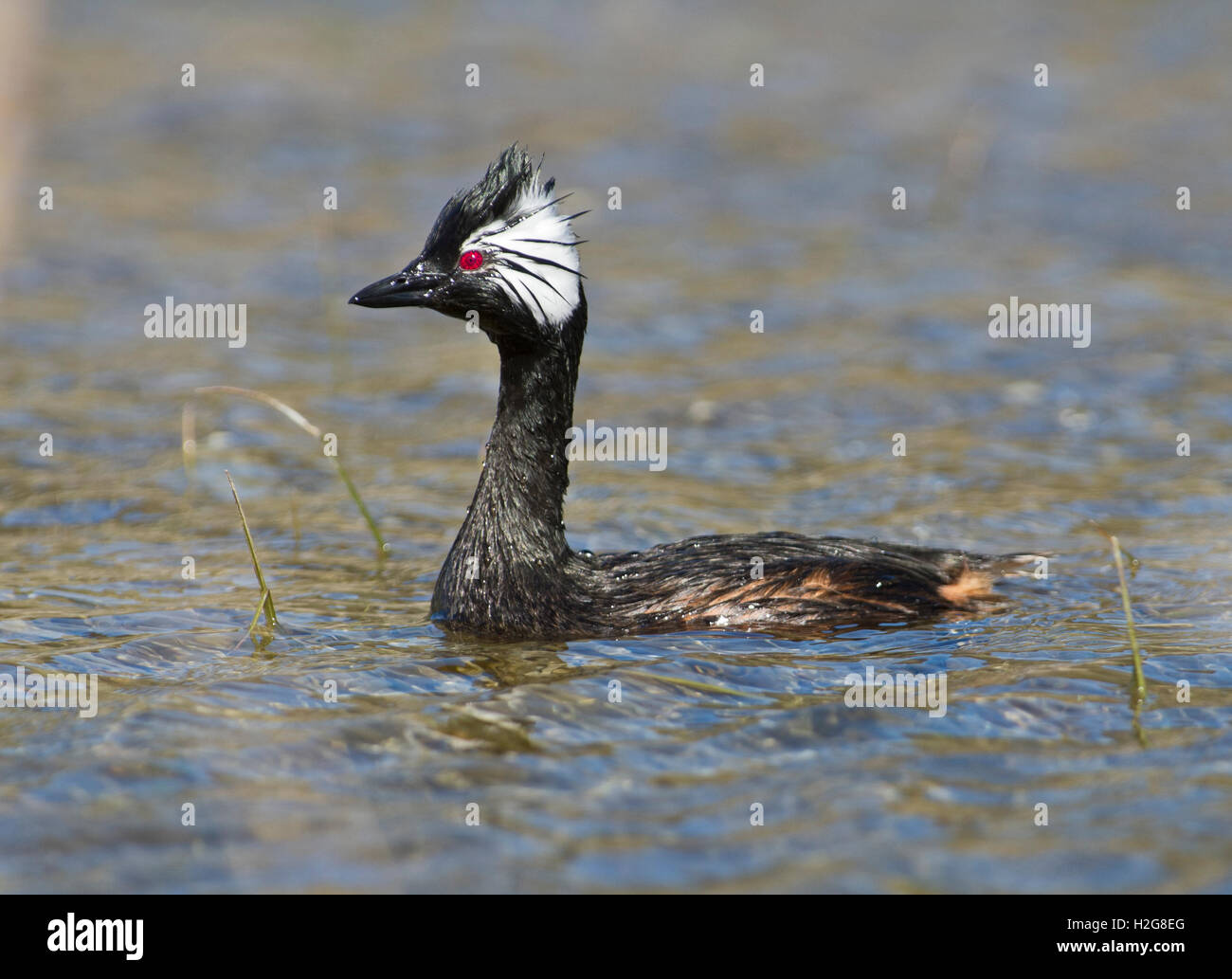 Bianco-tufted Grebe Rollandia rolland Torres del Paine Patagonia Cile Foto Stock