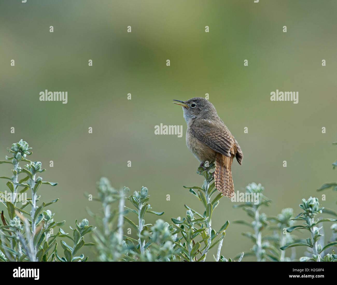 Casa meridionale scricciolo - Troglodytes aedon musculus Torres del Paine Patagonia Cile Foto Stock
