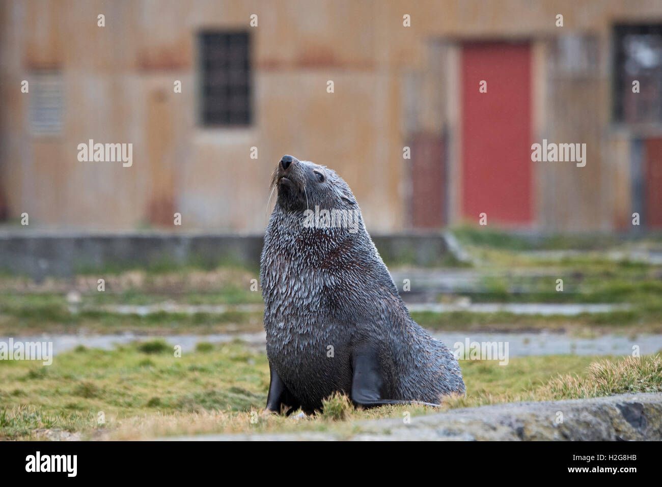 Antartico pelliccia sigillo Arctocephalus gazella presso la vecchia stazione baleniera a Grytviken Georgia del Sud Foto Stock