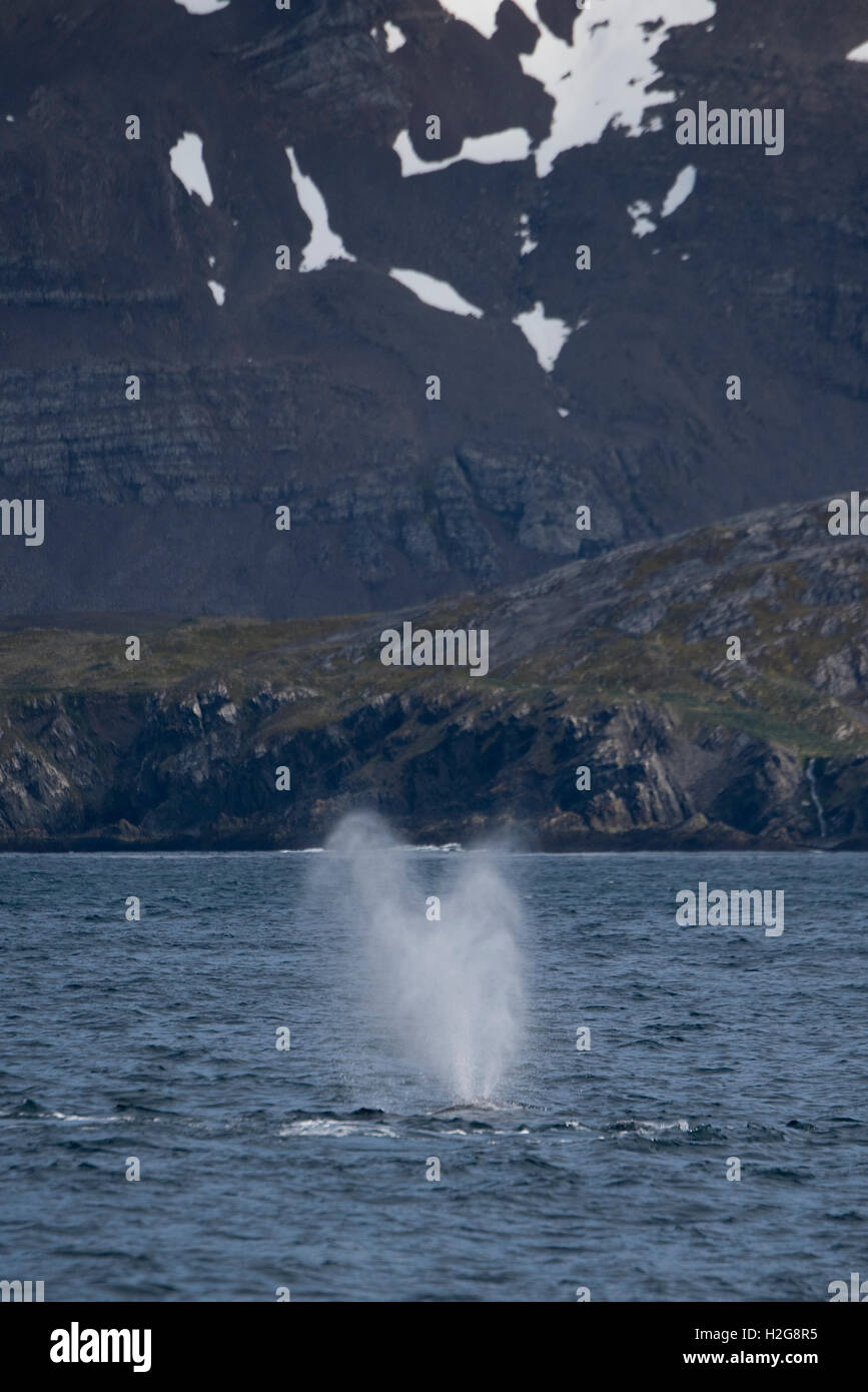 Humpback Whale, Megaptera novaeangliae off punto di Weddell, Georgia del Sud, Gennaio Foto Stock