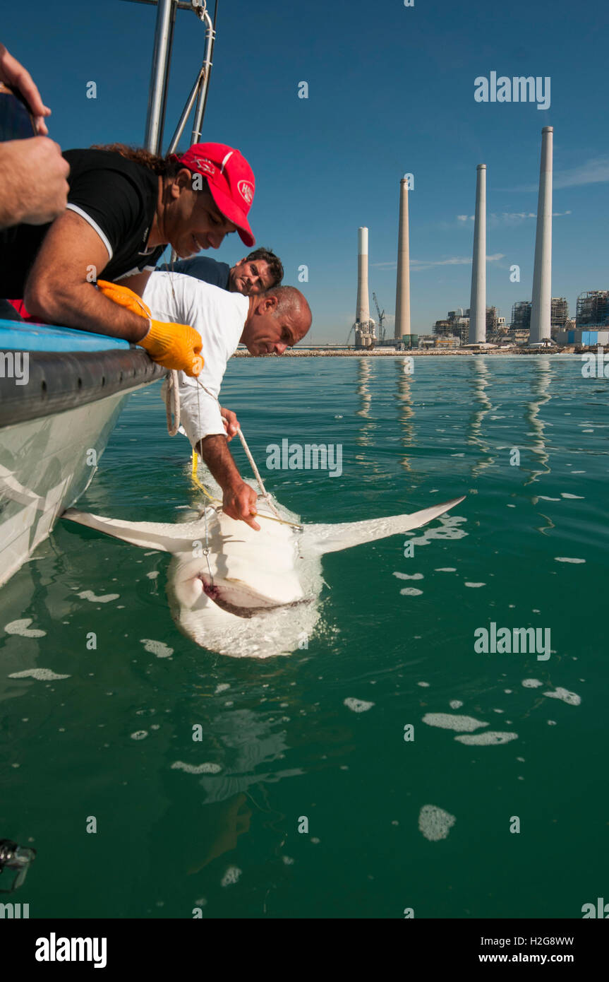 I ricercatori sono taggare il sandbar shark (Carcharhinus plumbeus) nel mare Mediterraneo. Negli ultimi anni questo squalo è diventato Foto Stock