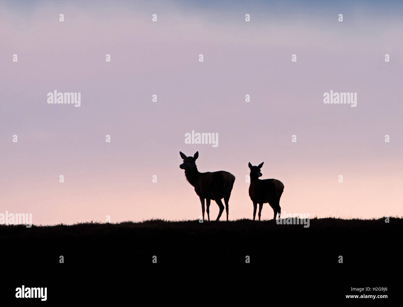 Red Deer Cervus elaphus hind e giovani stagliano sulla collina Forsinaird flussi Sutherland & Caithness in Scozia Foto Stock