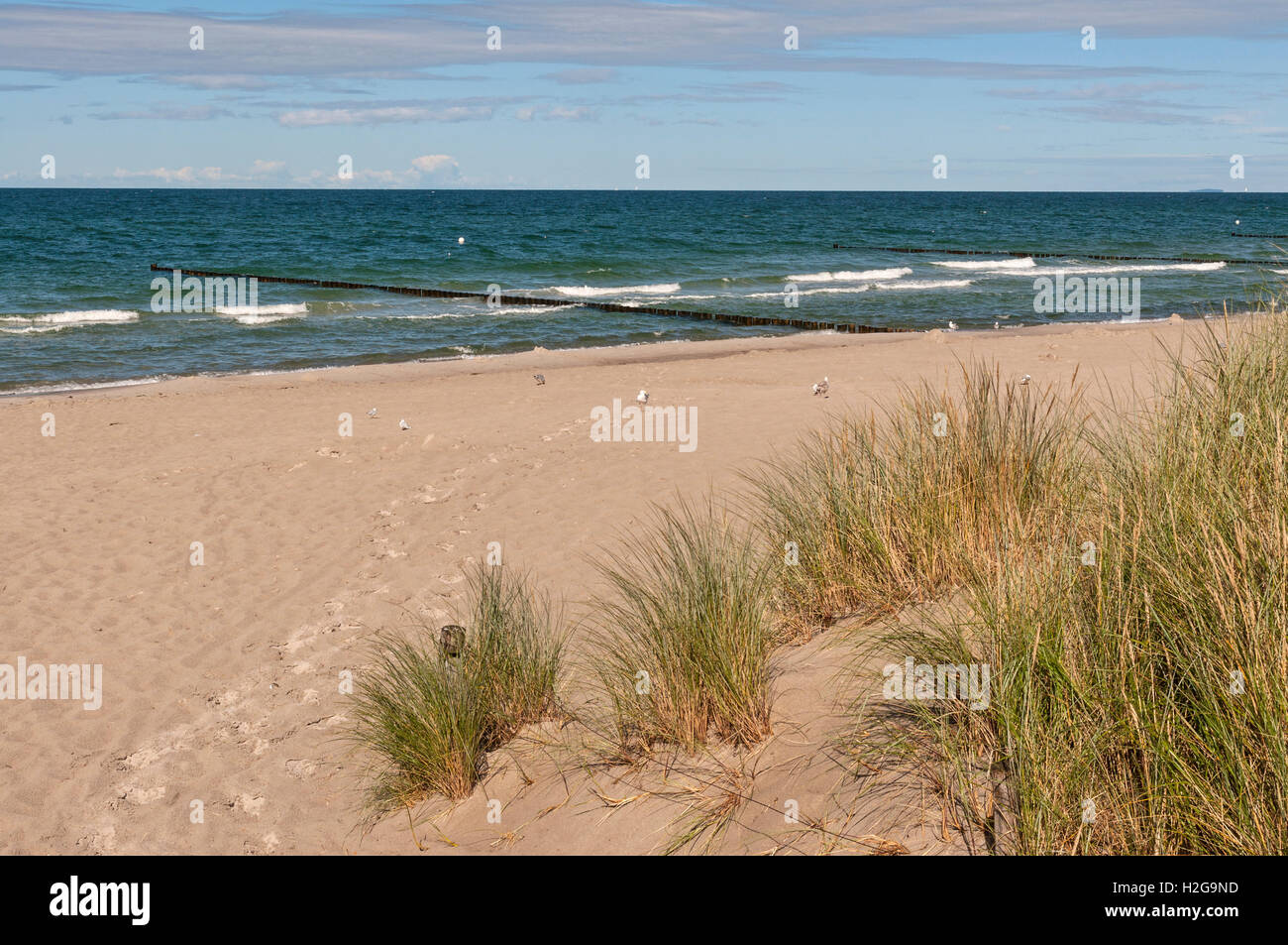 Le dune di sabbia e Spiaggia di Zingst sul Mar Baltico penisola di Darss, Meclemburgo-Pomerania, Germania. Foto Stock