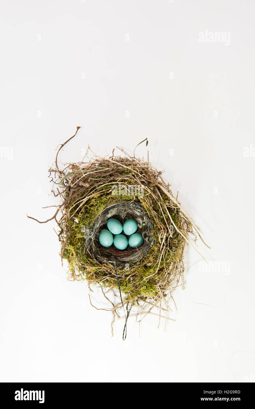 Dunnock Prunella modularis nido e uova NORFOLK REGNO UNITO Foto Stock