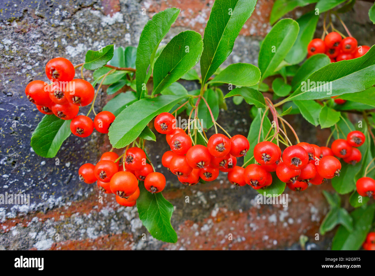 Bacche di colore arancione del Pyracantha arbusto in autunno, crescendo contro un muro di mattoni. Foto Stock