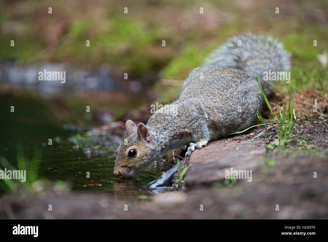 Scoiattolo grigio Sciurus carolinensis bere alla piscina di bosco NORFOLK REGNO UNITO estate Foto Stock