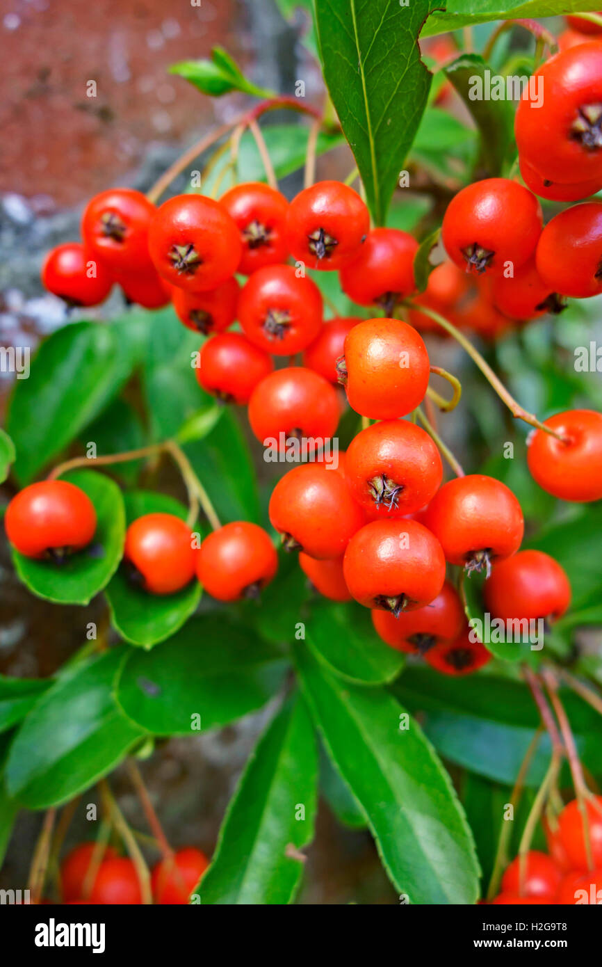 Bacche di colore arancione del Pyracantha arbusto in autunno, vicino. Foto Stock