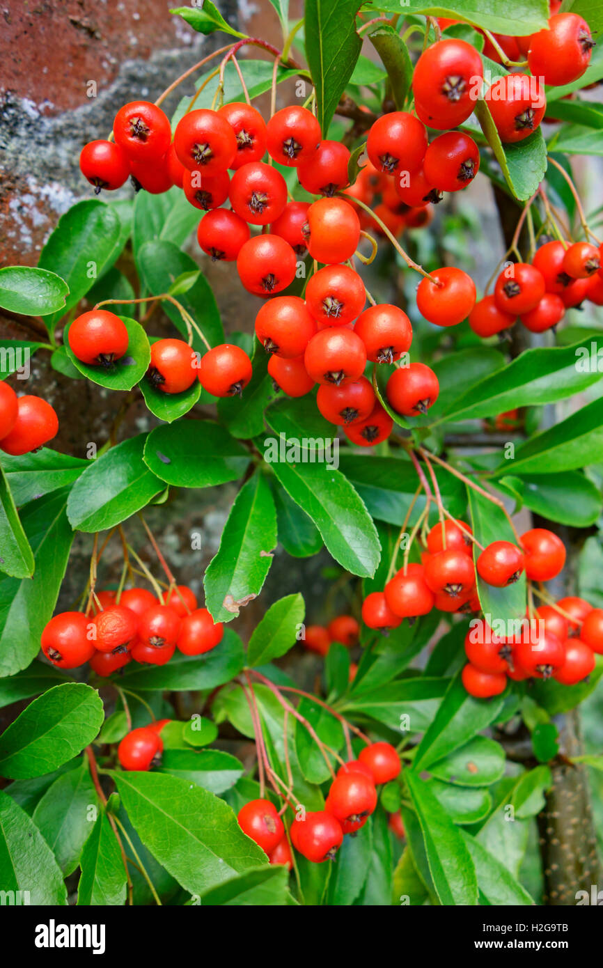 Bacche di colore arancione del Pyracantha arbusto in autunno. Foto Stock