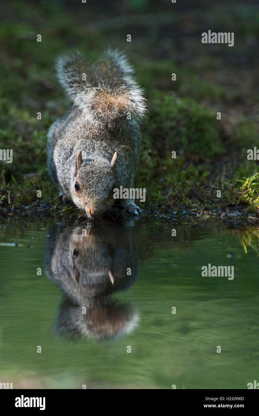 Scoiattolo grigio Sciurus carolinensis bere alla piscina di bosco NORFOLK REGNO UNITO estate Foto Stock