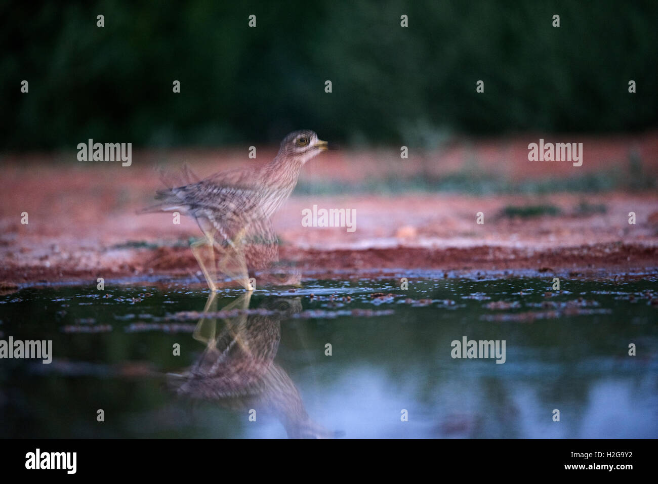 Eurasian Stone Culew Burhinus oedicnemus bere Belchite Spagna Foto Stock