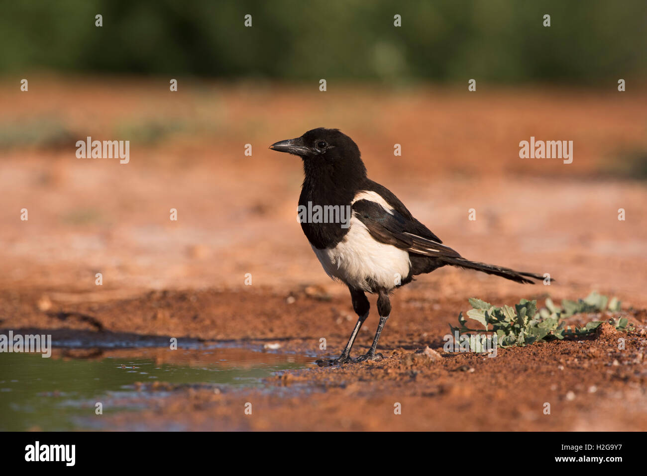 Eurasian Gazza Pica pica Belchite Spagna Foto Stock