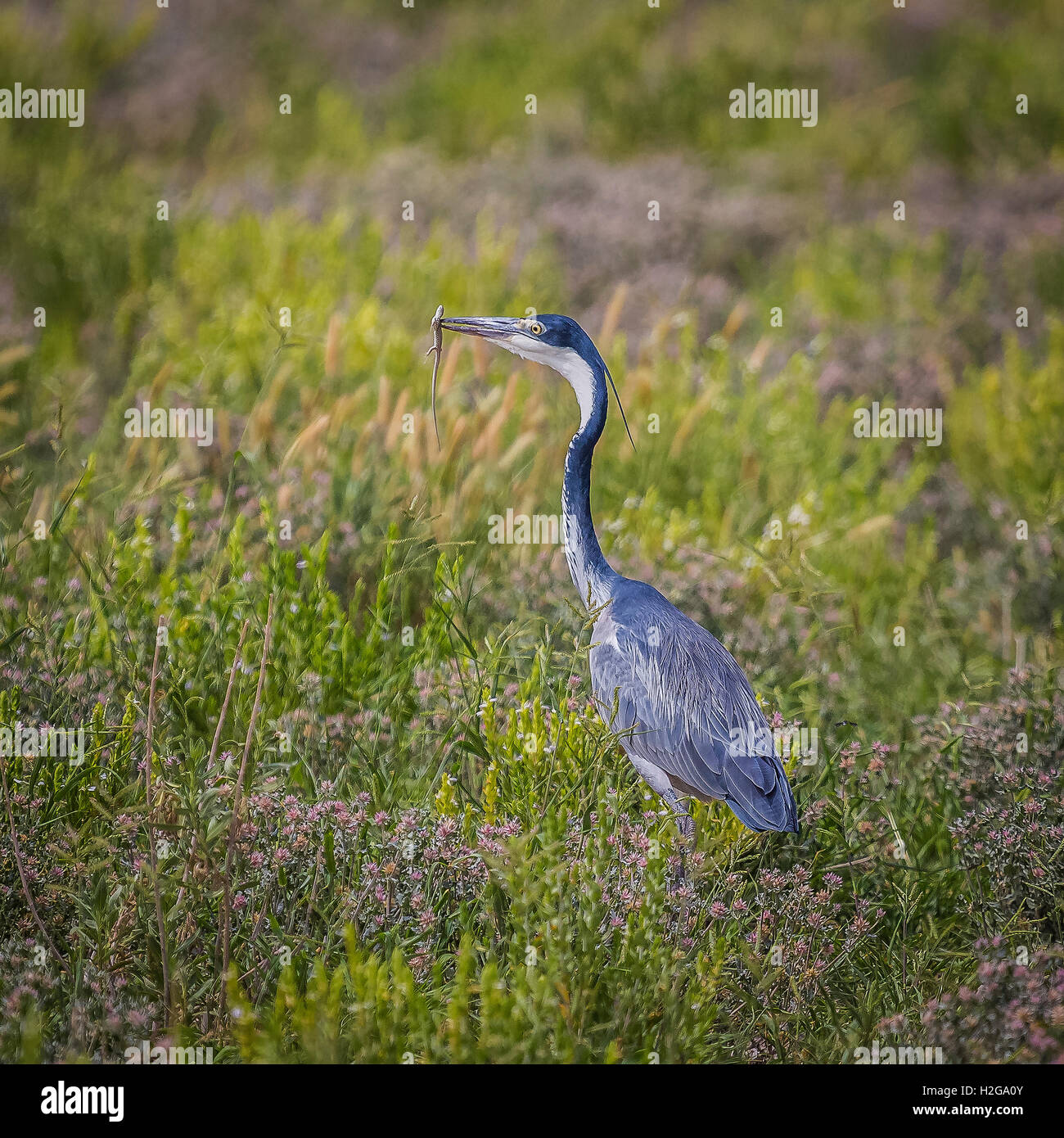 Gru con una lucertola, Namibia, Africa Foto Stock