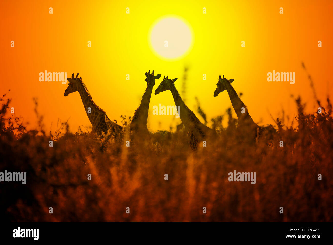 Le giraffe al tramonto, il Parco Nazionale di Etosha, Namibia, Africa Foto Stock