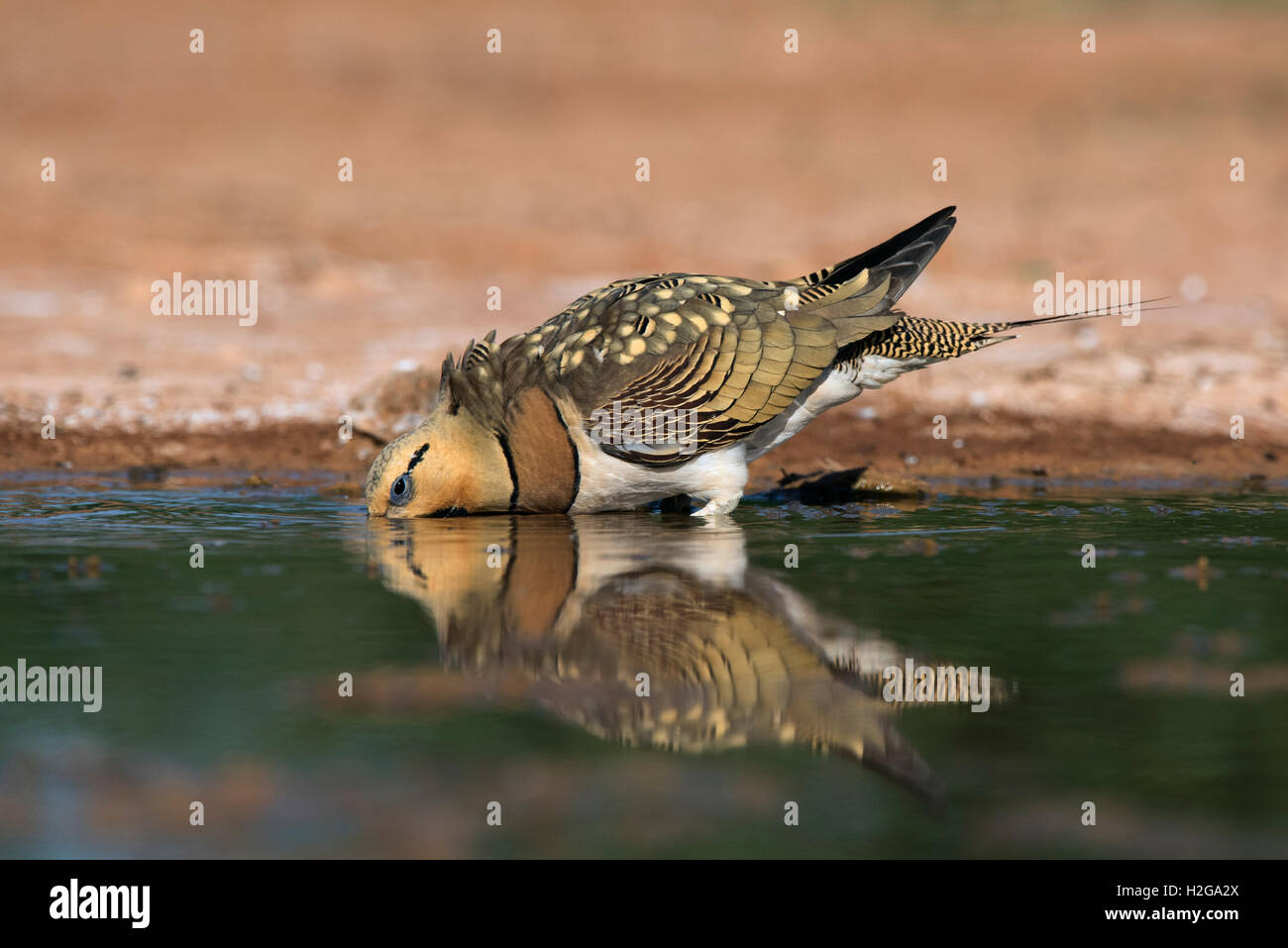 Pin-tailed Sandgrouse Pterocles alchata bere alla piscina Belchite, Aragona, Spagna, Luglio Foto Stock