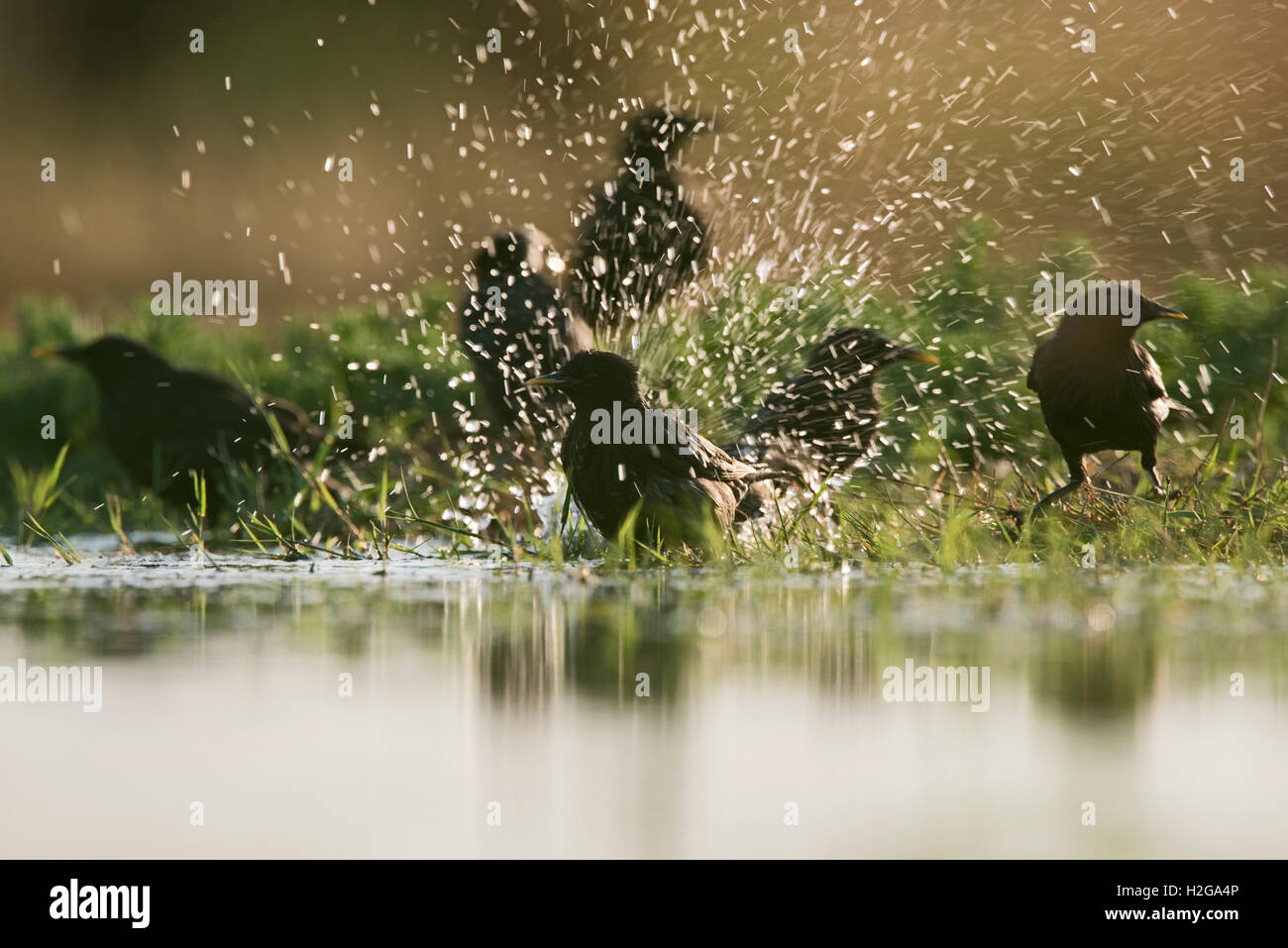Pulitissimo storni Sturnus unicolor bagni in piscina sul estati calde giorno Belchite Spagna Foto Stock