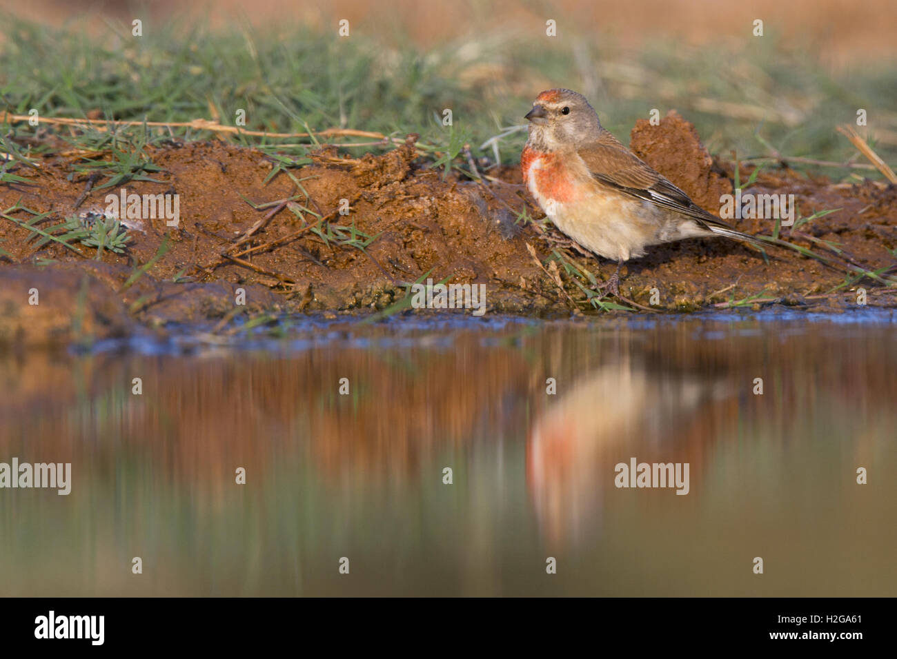 Comune di Linnet Carduelis cannabina maschio adulto proveniente da bere Belchite Spagna Foto Stock