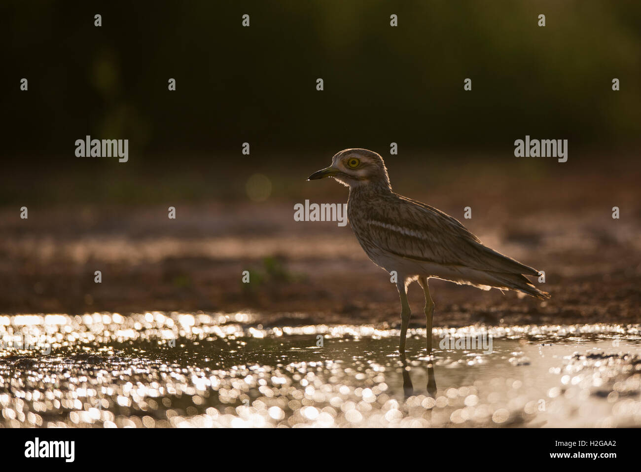 Eurasian Stone Culew Burhinus oedicnemus Belchite Spagna Foto Stock
