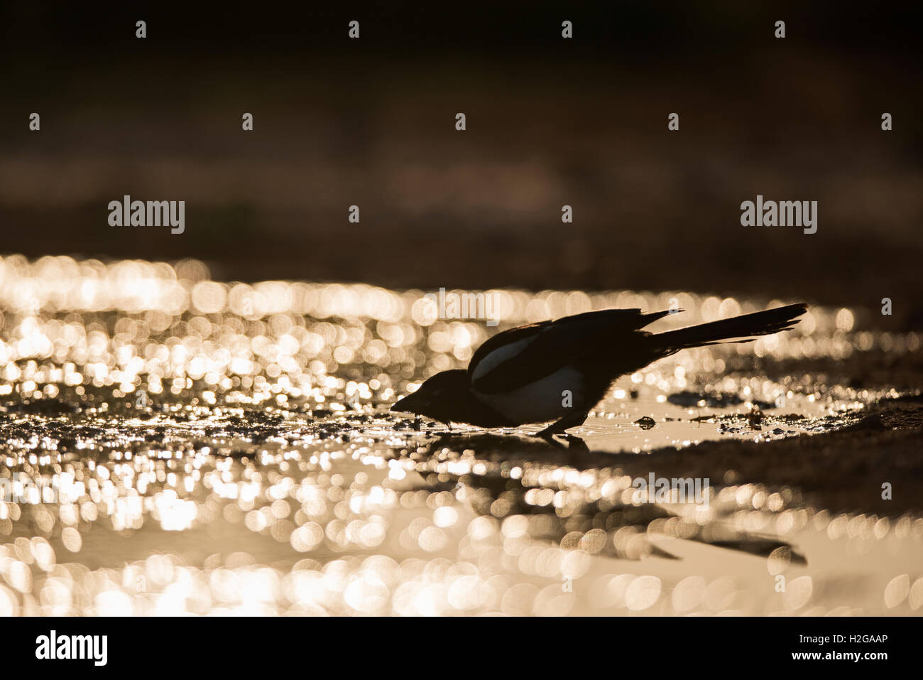Eurasian Gazza Pica pica bere su estati calde giorno Spagna Foto Stock