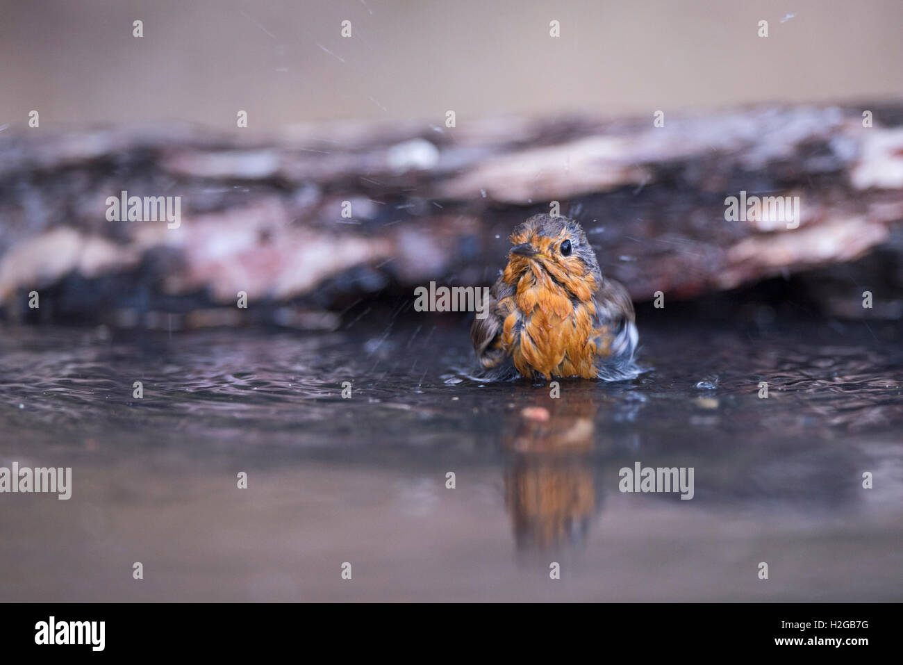 Robin Erithacus rubecula balneazione in giardino Bagno uccelli Norfolk estate Foto Stock