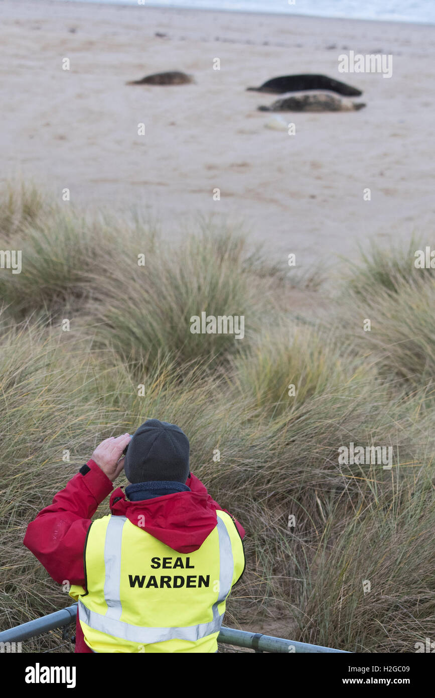 La guarnizione operaio sul dazio al grigio Horsey colonia di foche Norfolk Novembre Foto Stock