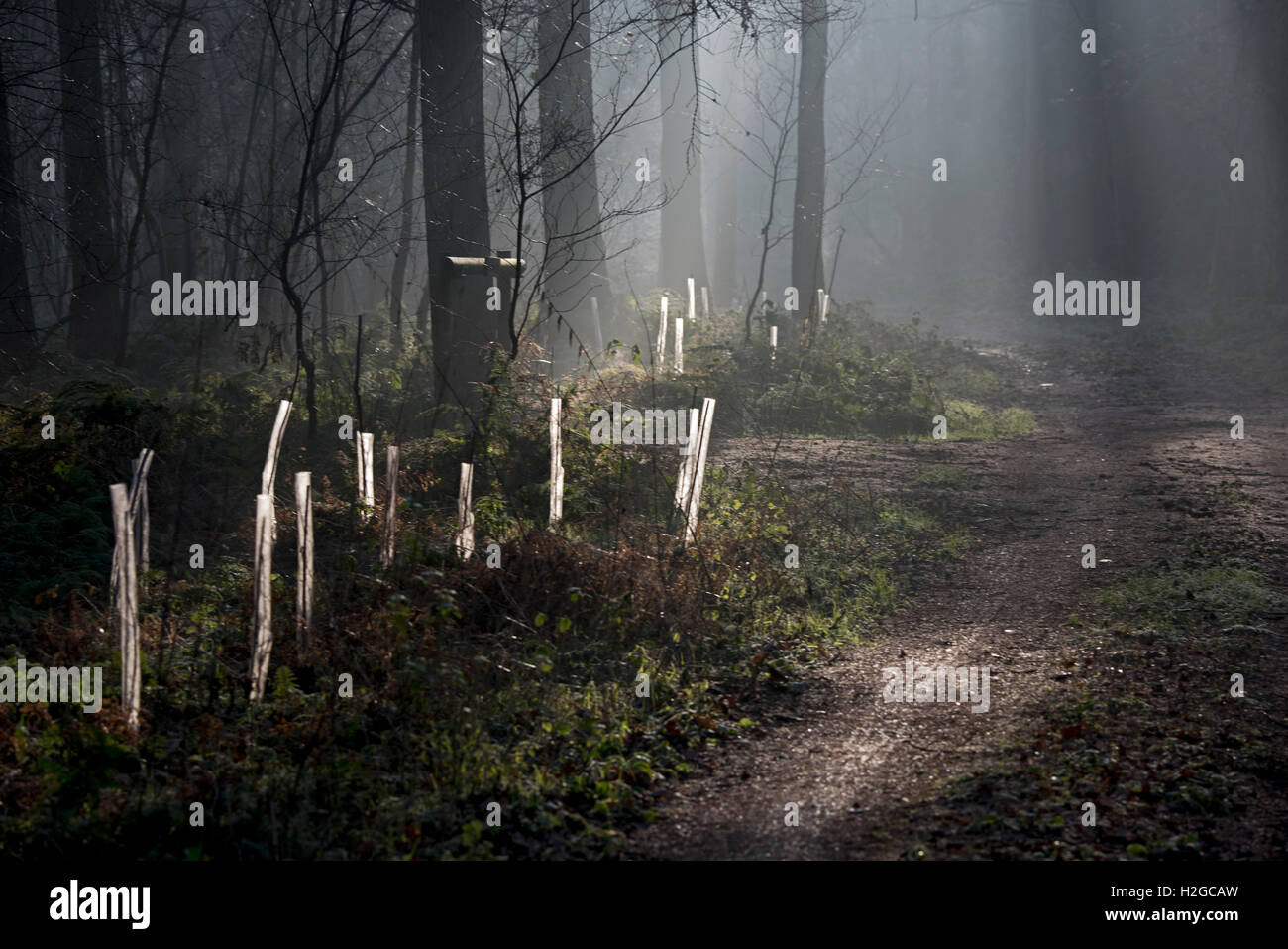 La piantumazione di alberi lungo Via Bosco di Norfolk Foto Stock