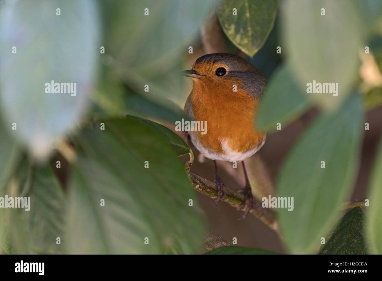 Robin Erithacus rubecula nel giardino boccola molla di Norfolk Foto Stock