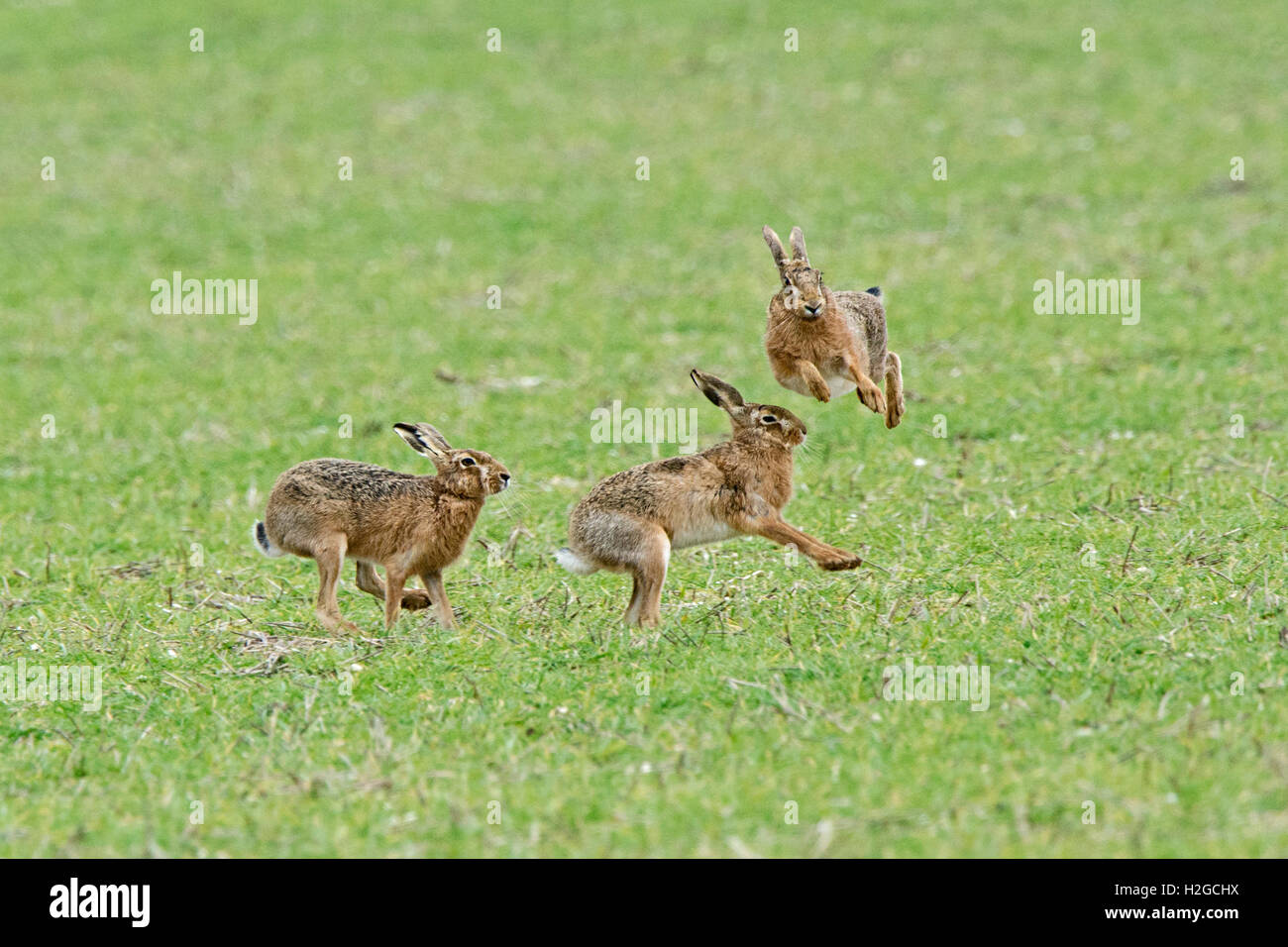 Mad marzo lepri, Marrone lepre Lepus europaeus boxing Holt Norfolk Foto Stock