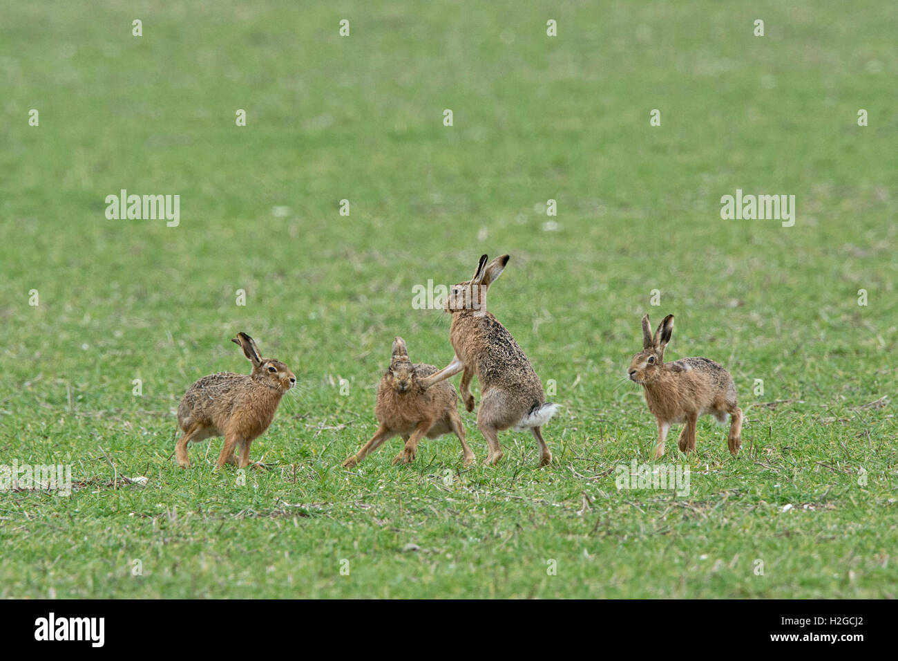 Mad marzo lepri, Marrone lepre Lepus europaeus boxing Holt Norfolk Foto Stock