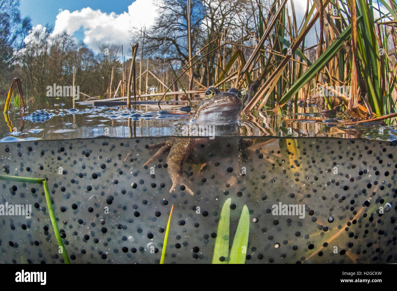 Rana comune, rana temporaria tra frog spawn Cromer Norfolk Marzo Foto Stock