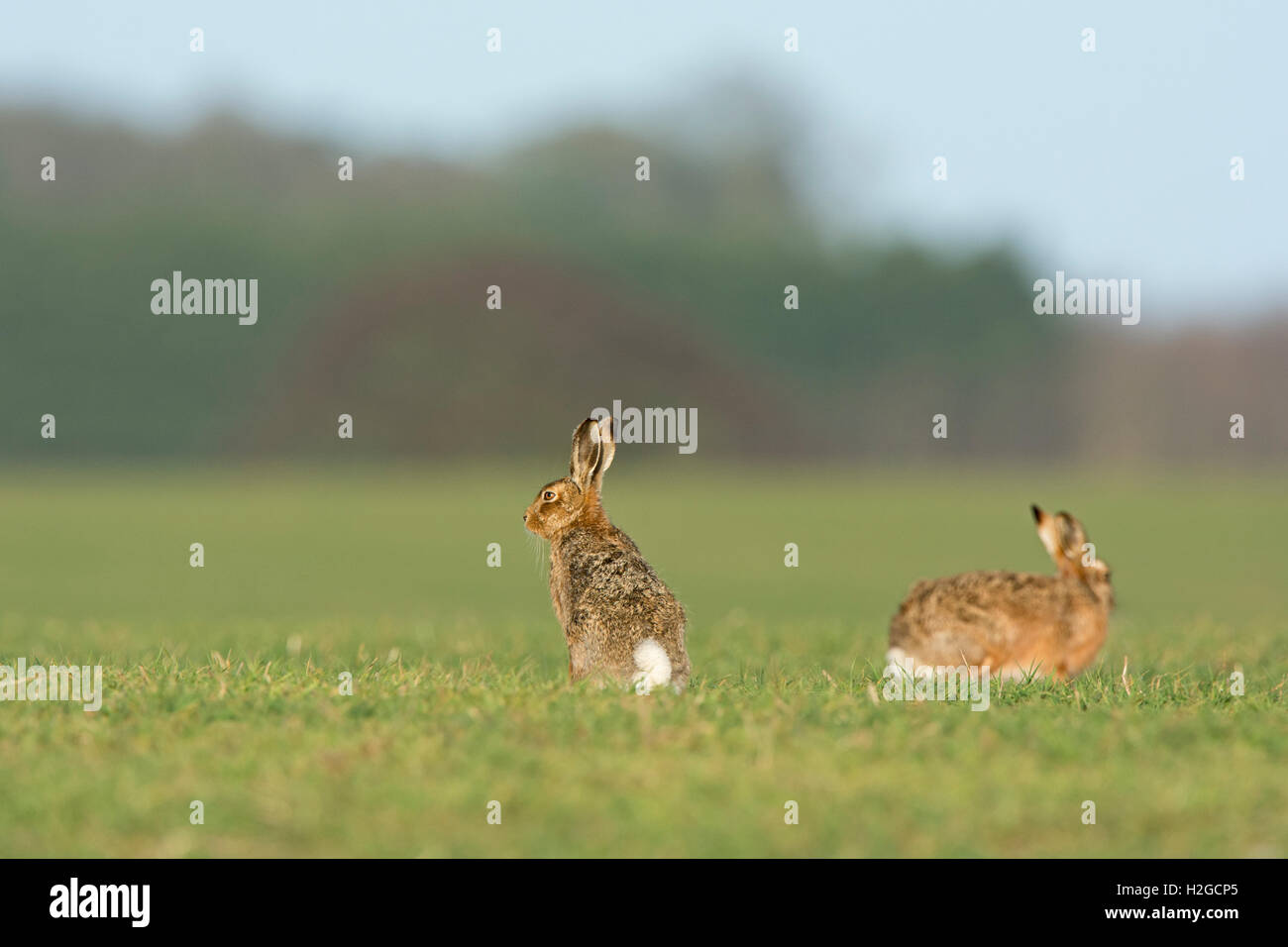 Brown lepre Lepus europaeus vicino a Holt Norfolk Marzo Foto Stock