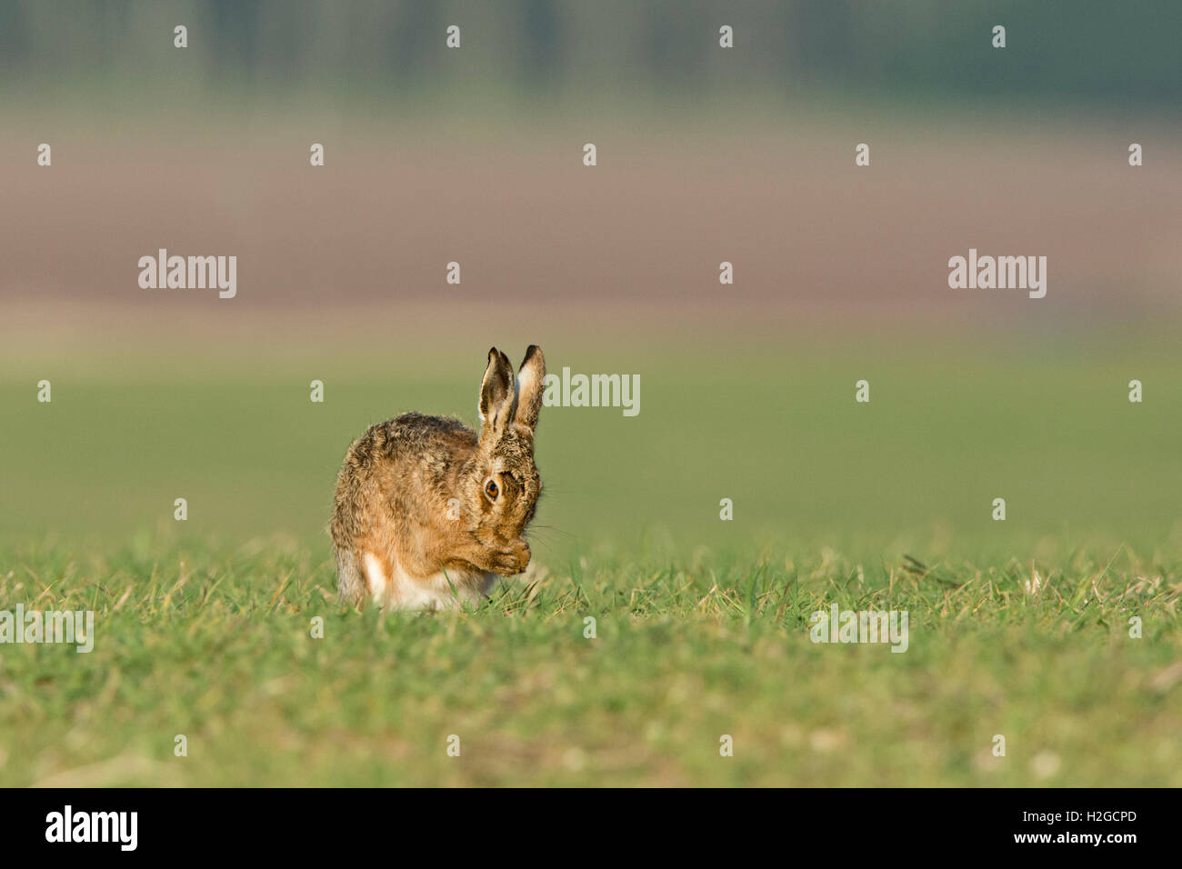 Brown, lepre Lepus europaeus lavaggio. North Norfolk Marzo Foto Stock