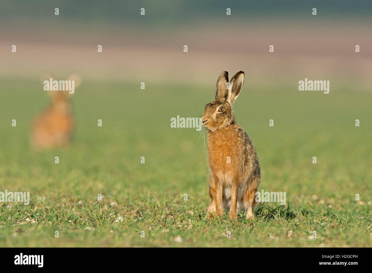 Brown lepre Lepus europaeus vicino a Holt Norfolk Marzo Foto Stock