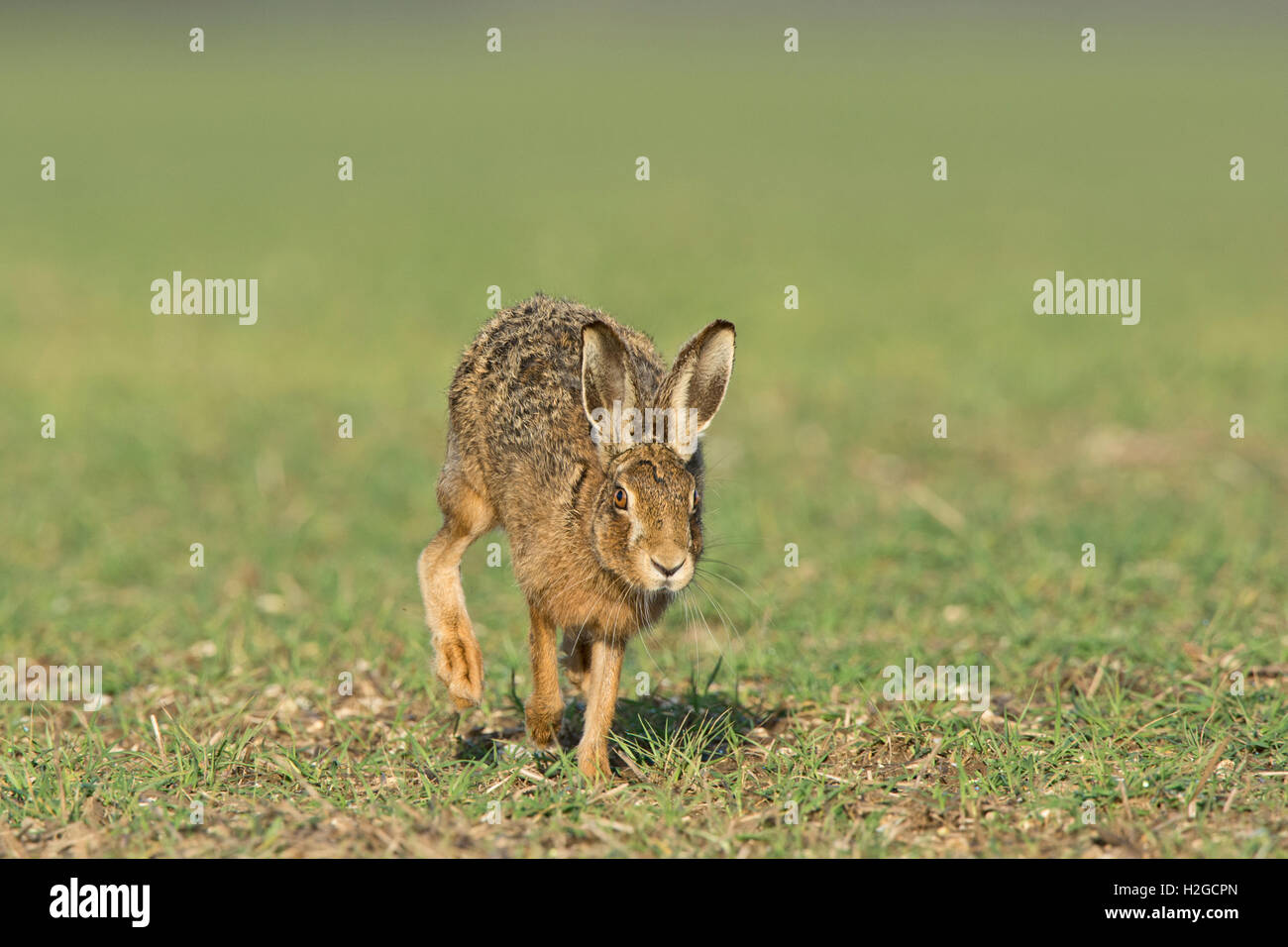 Brown lepre Lepus europaeus vicino a Holt Norfolk Marzo Foto Stock