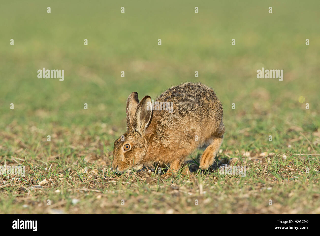 Brown, lepre Lepus europaeus pascolo. North Norfolk Marzo Foto Stock