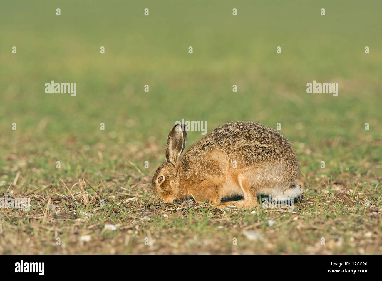 Brown, lepre Lepus europaeus pascolo. North Norfolk Marzo Foto Stock