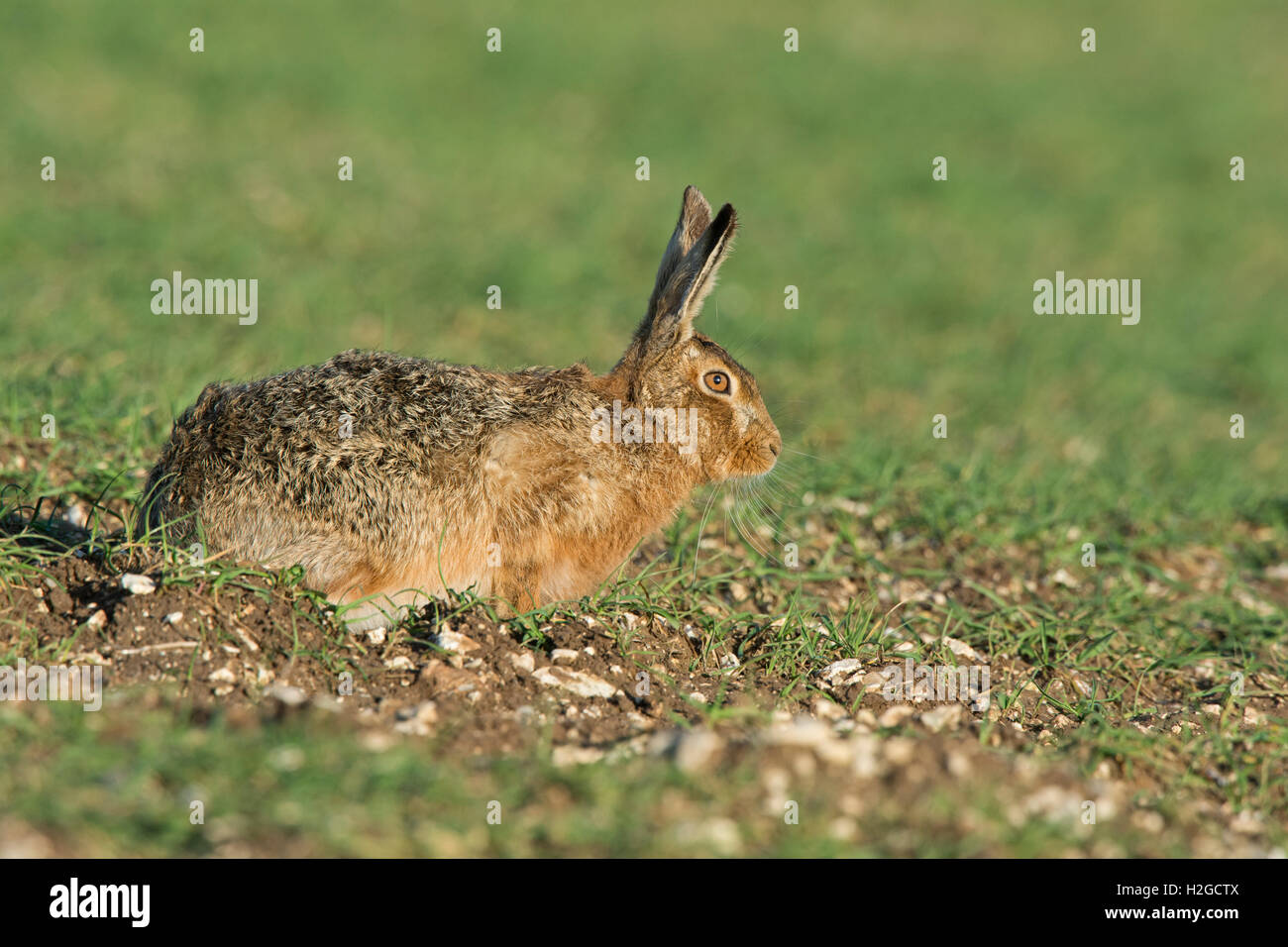 Brown lepre Lepus europaeus vicino a Holt Norfolk Marzo Foto Stock