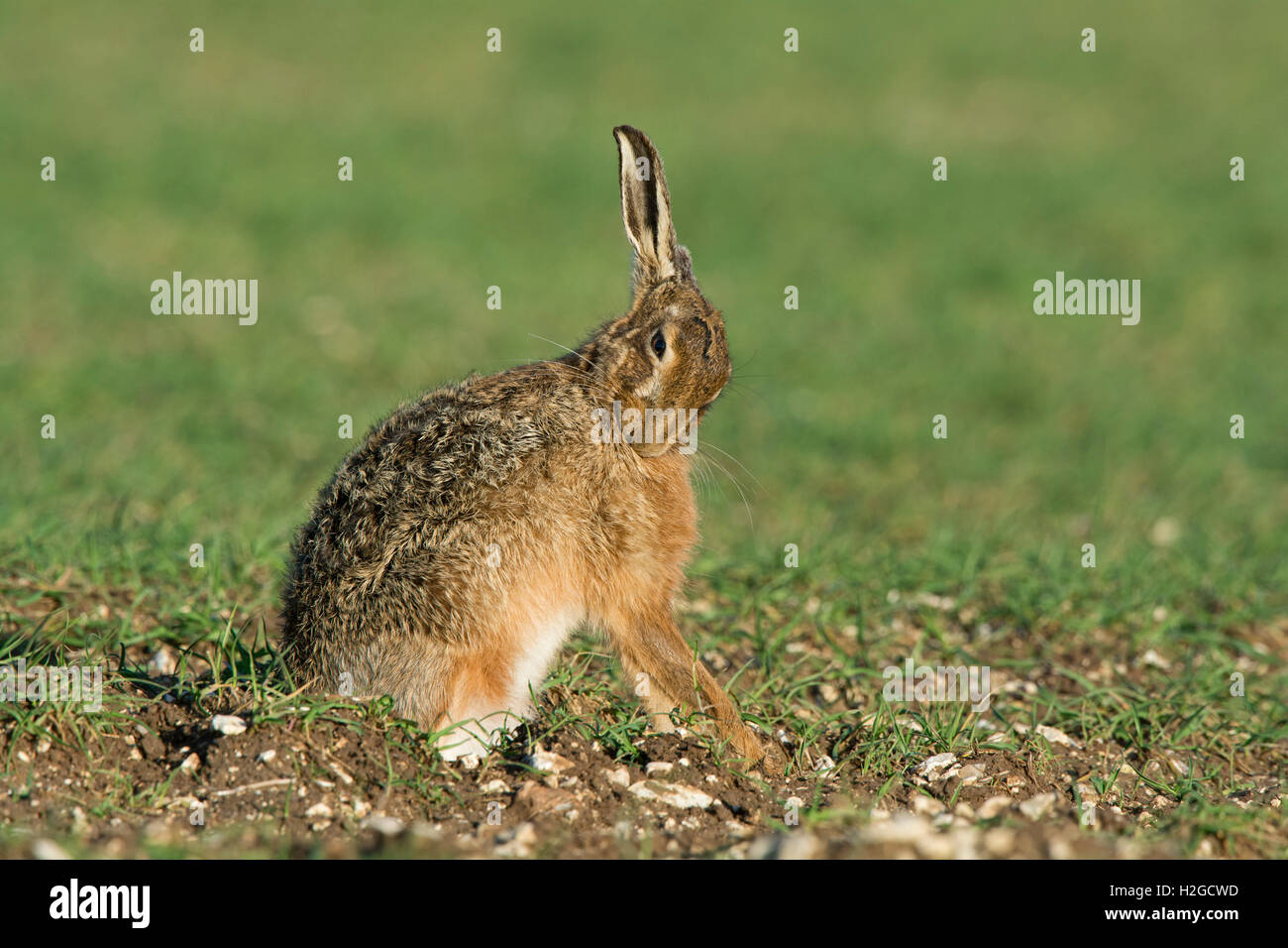 Brown, lepre Lepus europaeus lavaggio. North Norfolk Marzo Foto Stock
