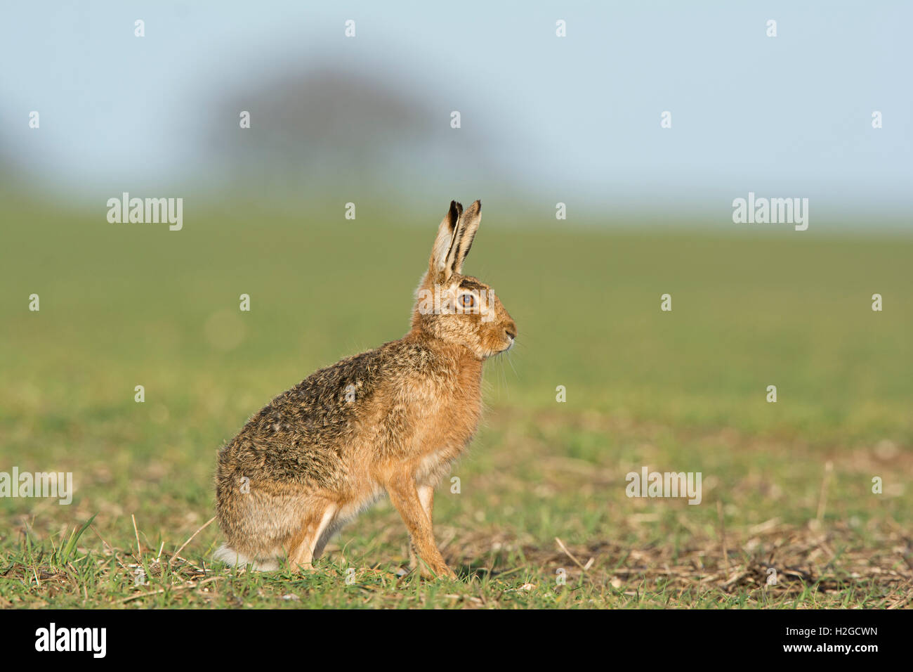 Brown lepre Lepus europaeus vicino a Holt Norfolk Marzo Foto Stock