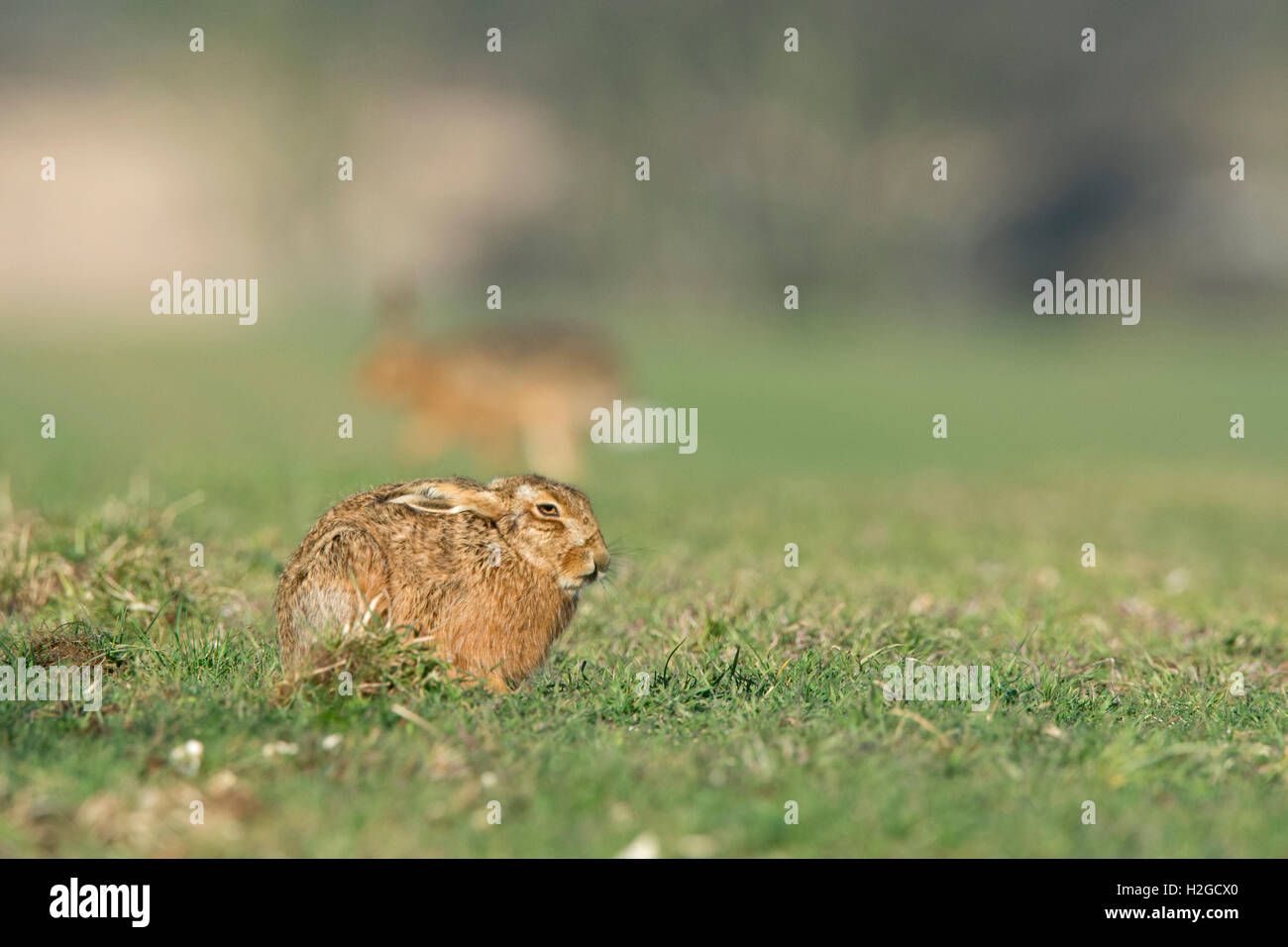 Brown lepre Lepus europaeus vicino a Holt Norfolk Marzo Foto Stock