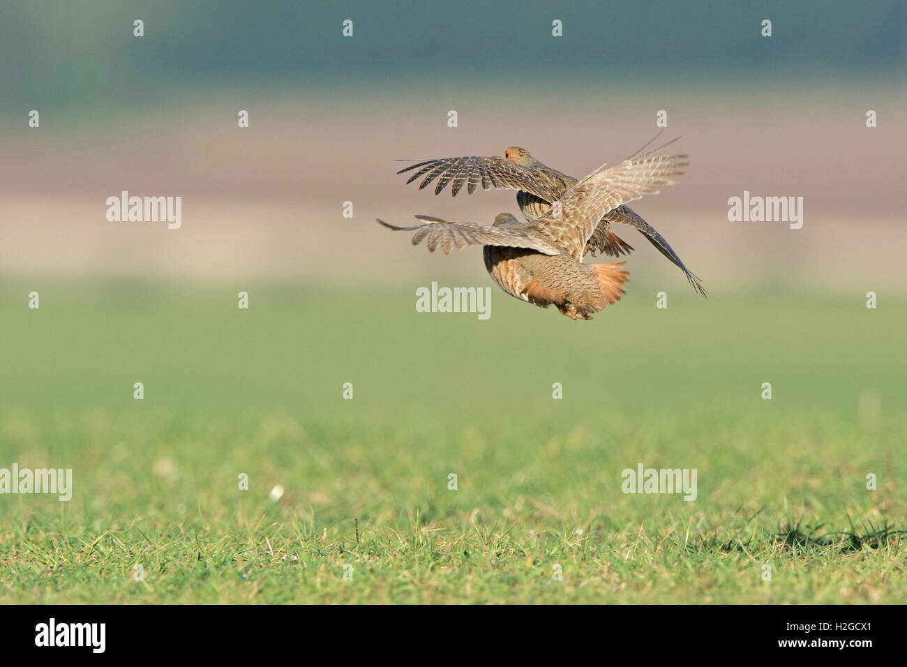 Grigio Pernici Perdix perdix maschio North Norfolk Marzo Foto Stock