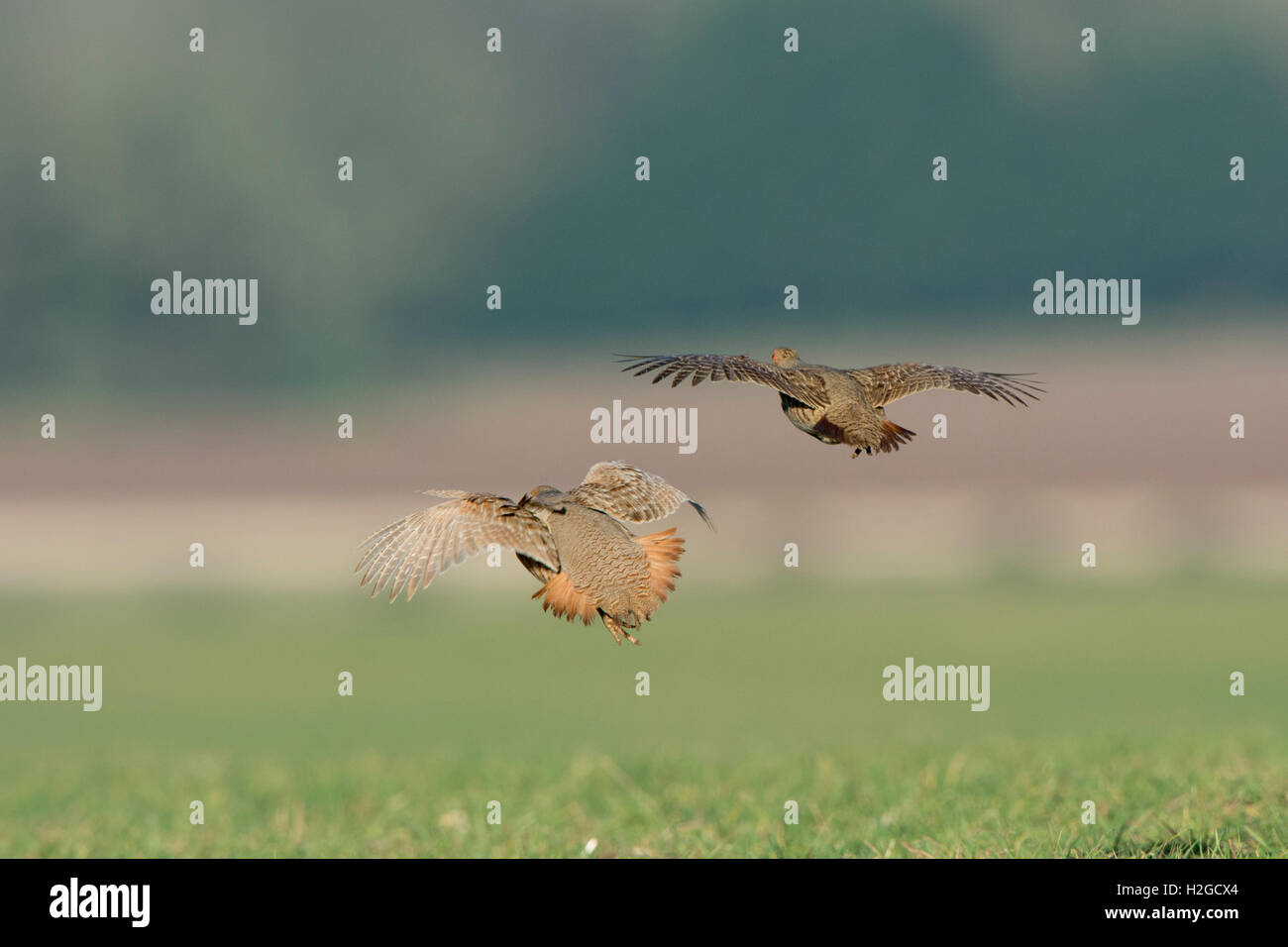 La starna, Perdix perdix maschio North Norfolk Marzo Foto Stock