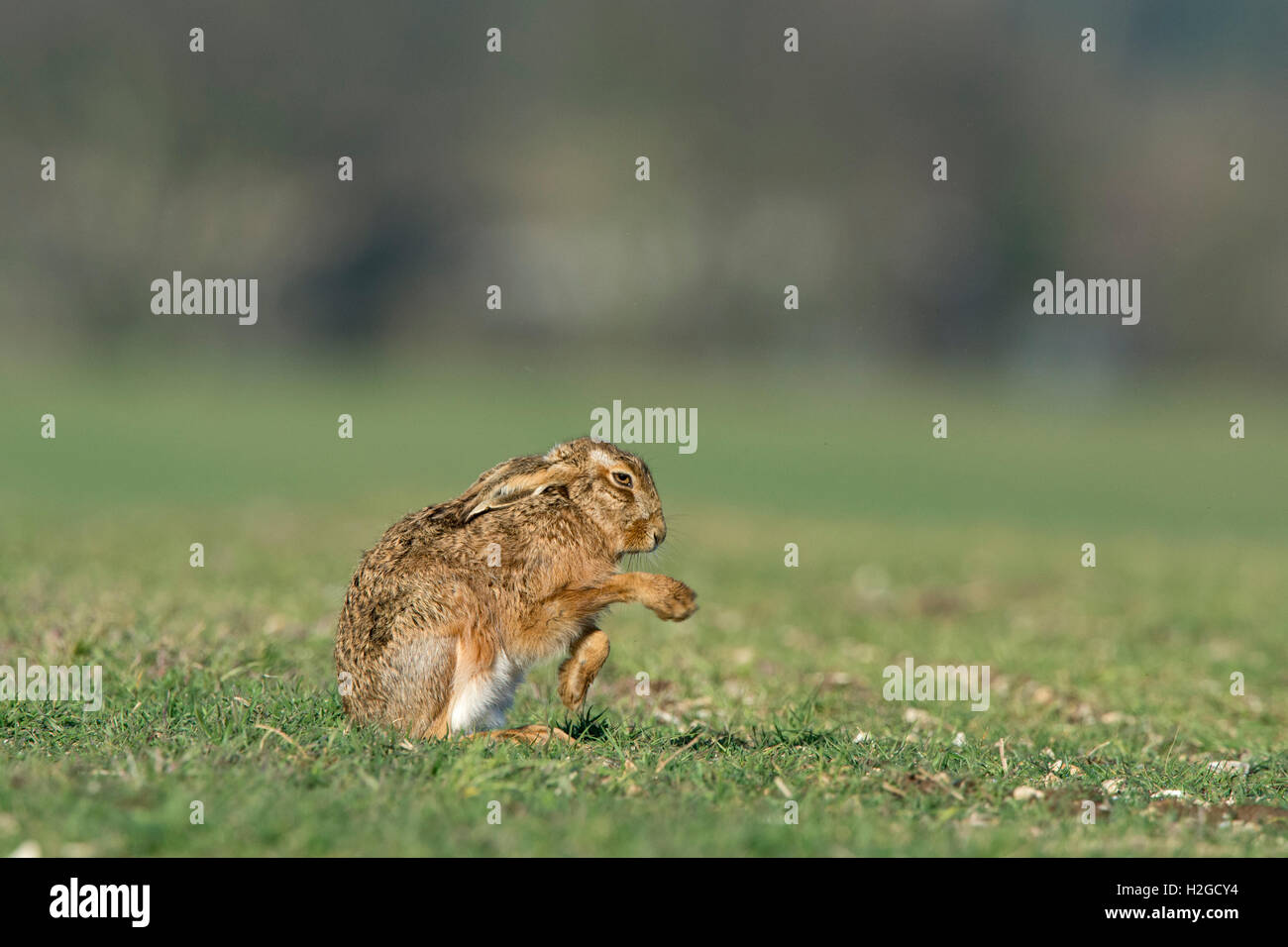 Brown, lepre Lepus europaeus North Norfolk Marzo Foto Stock