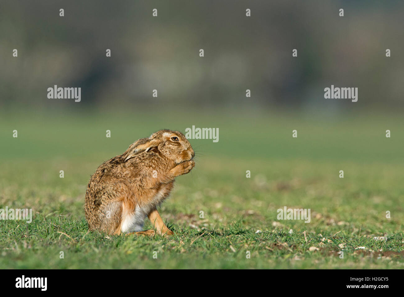 Brown, lepre Lepus europaeus lavaggio. North Norfolk Marzo Foto Stock