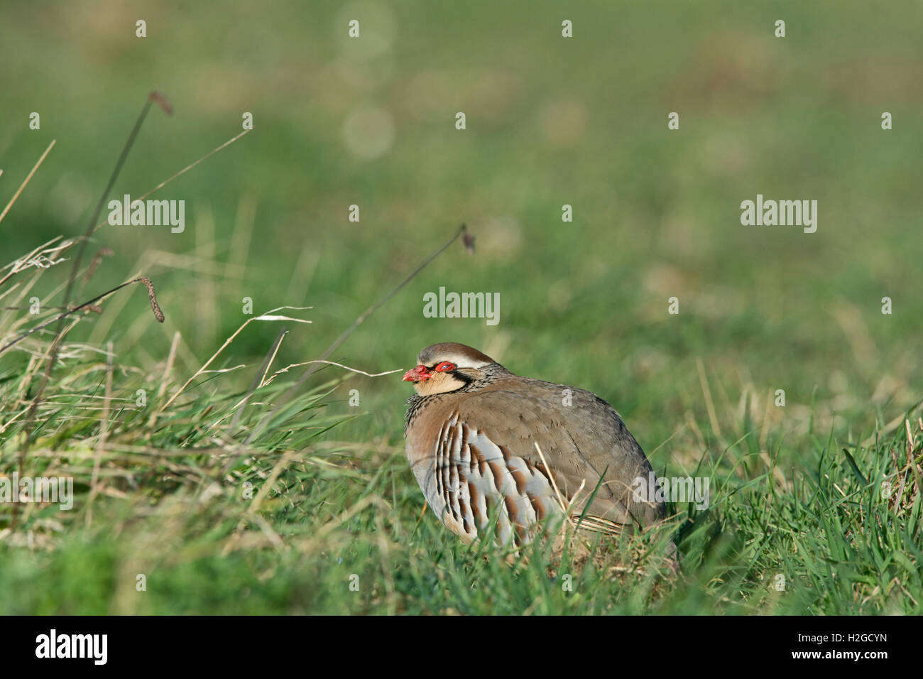 Pernici rosse, Alectoris rufa maschio Norfolk Marzo Foto Stock