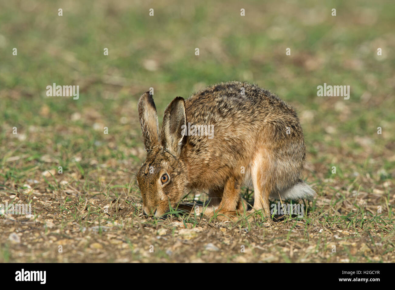 Brown, lepre Lepus europaeus pascolare North Norfolk Marzo Foto Stock
