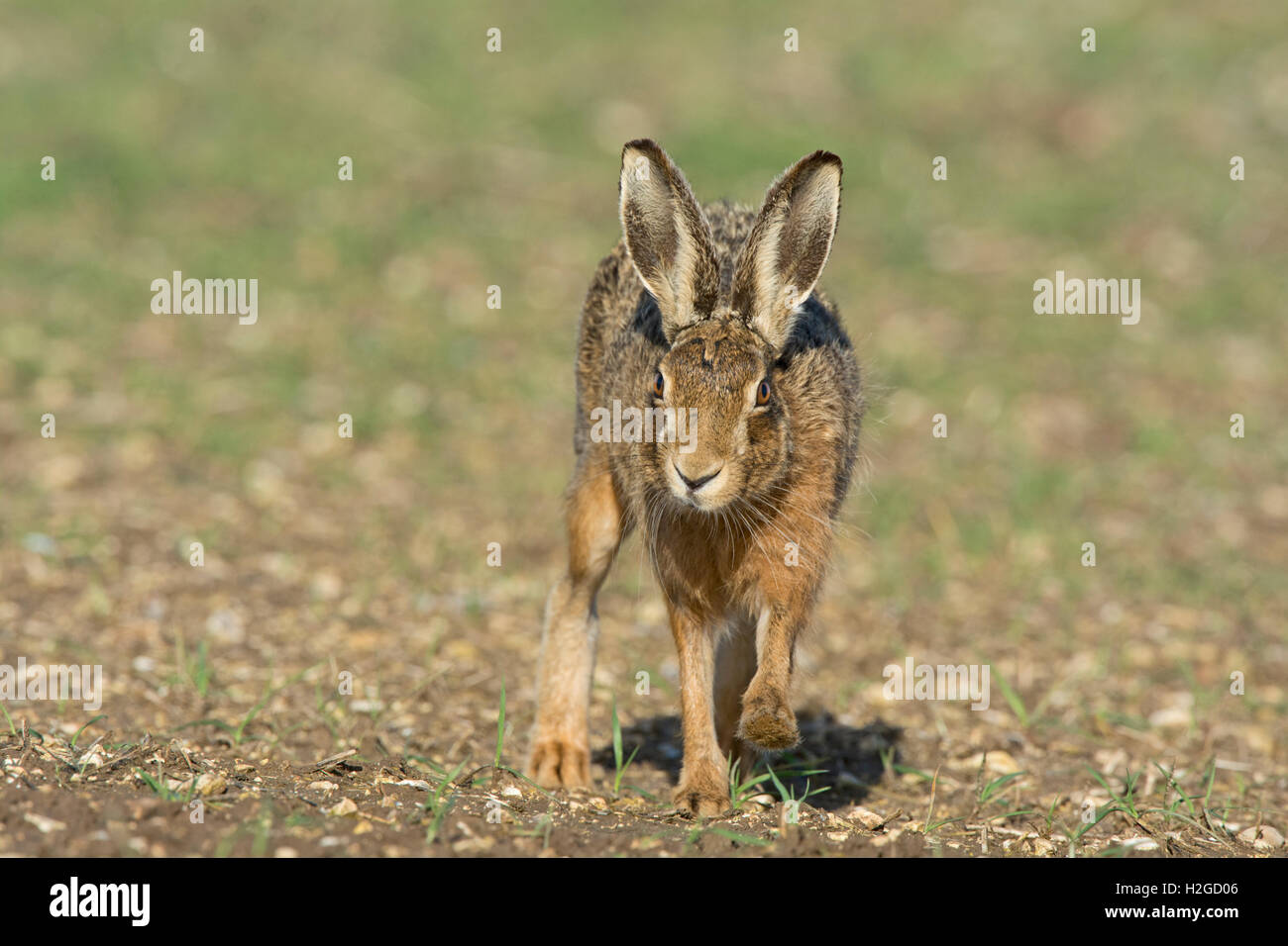 Brown lepre Lepus europaeus vicino a Holt Norfolk Marzo Foto Stock