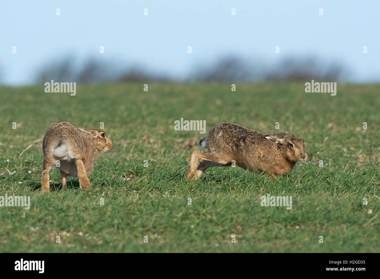Brown, lepre Lepus europaeus maschio e femmina femmina, entrare in stagione, North Norfolk Marzo Foto Stock