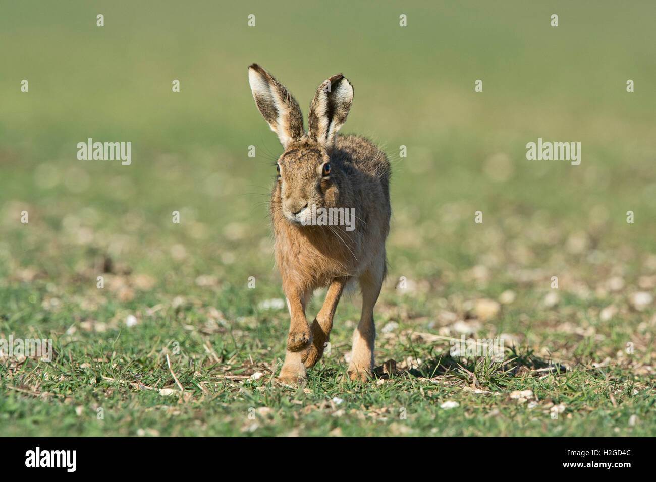 Brown lepre Lepus europaeus vicino a Holt Norfolk Marzo Foto Stock