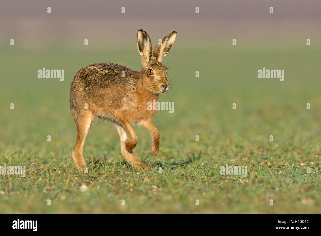 Brown, lepre Lepus europaeus, North Norfolk Marzo Foto Stock