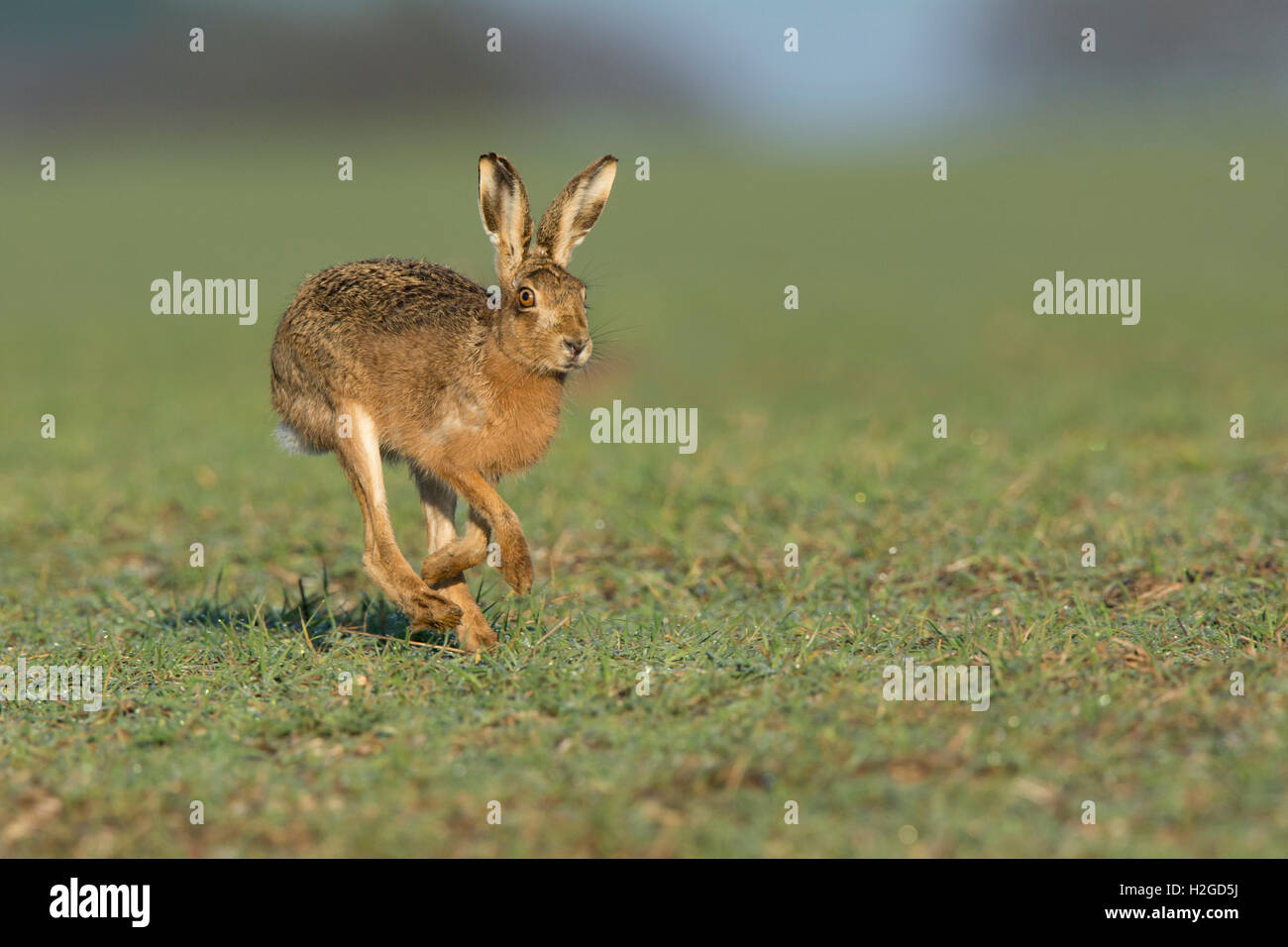 Brown, lepre Lepus europaeus, North Norfolk Marzo Foto Stock